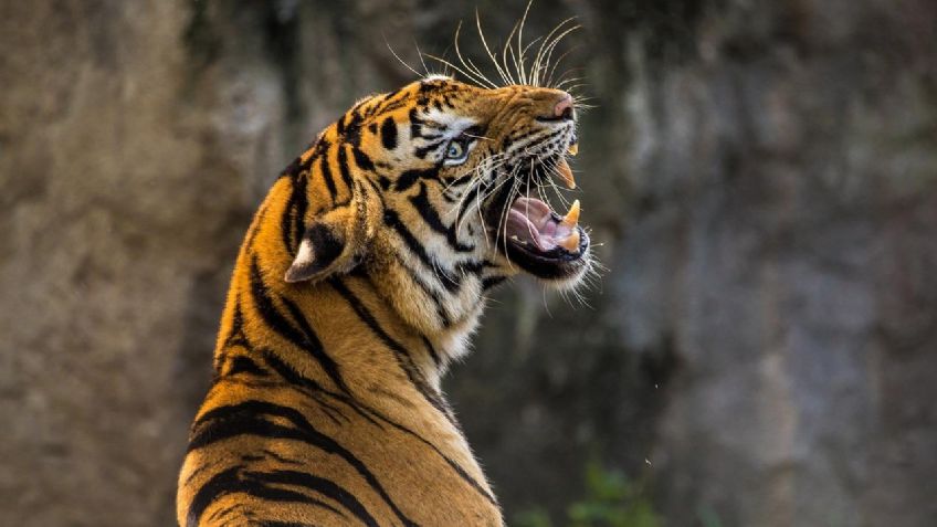 Video: Tigre intenta cazar a niño que se tomaba fotografías en un zoológico de Dublín