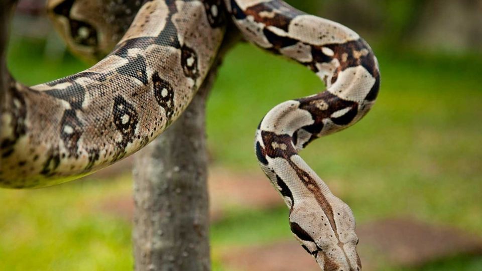 En un inicio fue descrita como una serpiente de 15 pies, pero en realidad media 18 pies, un poco más de 5 metros.