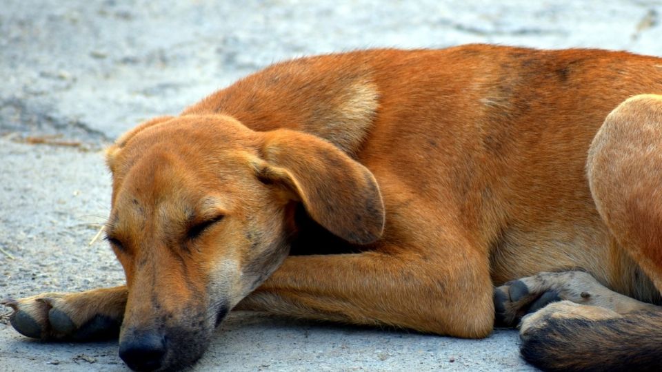 En México hay alrededor de 28 millones de perros, de los cuales el 70% se encuentran en la calle