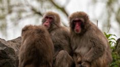 Capturan y sacrifican al mono líder de la banda que atacaba personas en Japón