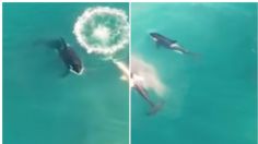 Video: Orcas cazan y devoran a un enorme tiburón blanco en Sudáfrica