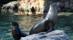 Video: Foca ataca a una abuelita de 60 años para proteger a su cachorro recién nacido