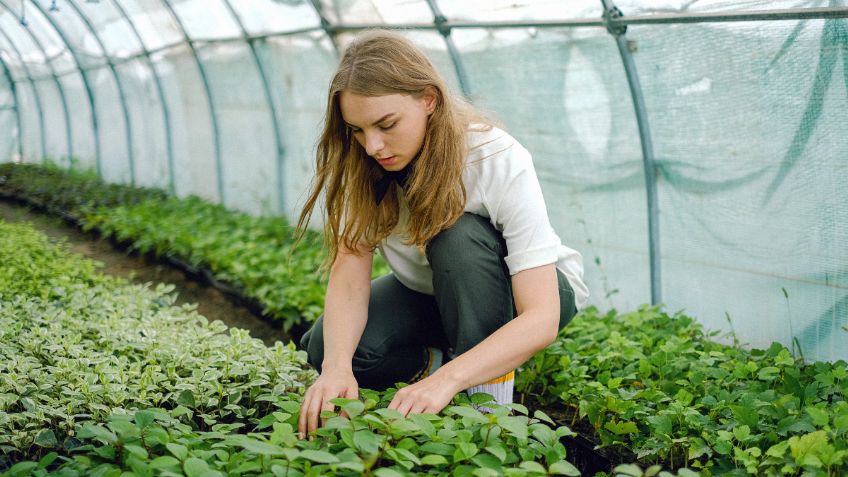 Trata de no sonreír antes de conocer los beneficios de rociar las plantas con agua y bicarbonato