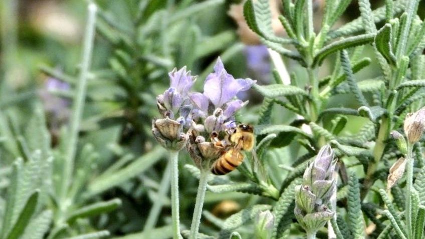 Siete alcaldías de la CDMX contarán con jardines para polinizadores este año