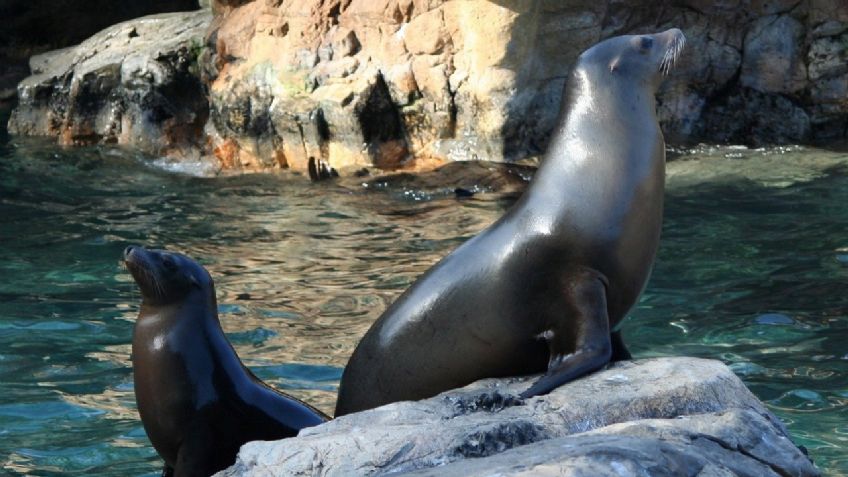 Video: Foca ataca a una abuelita de 60 años para proteger a su cachorro recién nacido