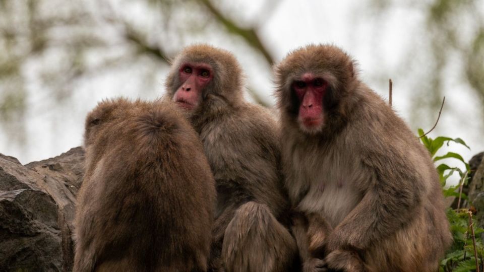 Ejemplares de macacos japoneses.