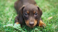 Estas son las 3 razas de perros más cariñosas