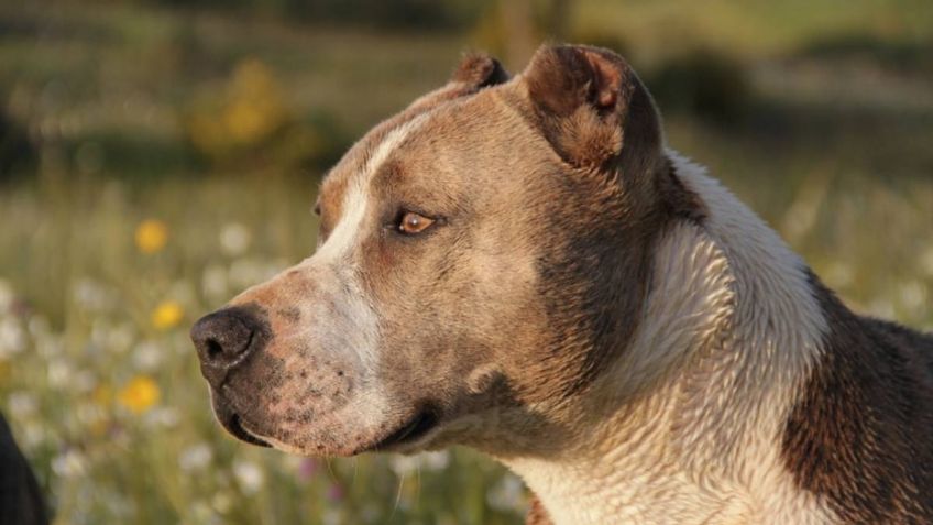 Hombre robaba perros y los mantenía débiles para que su pitbull se los comiera