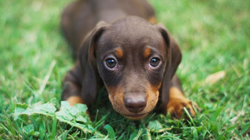 Estas son las 3 razas de perros más cariñosas