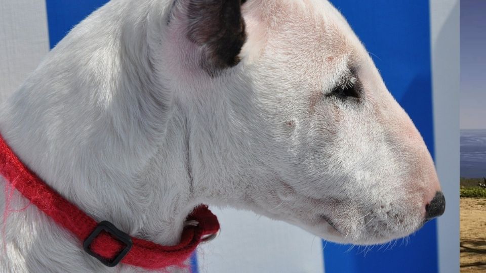 Un perrito de la raza bull terrier enterneció la redes sociales al mostrar sus habilidades para golpear