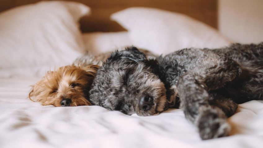 Perritos de mascota: Esto cuesta tener un "lomito" en tu hogar, ¡una millonada!