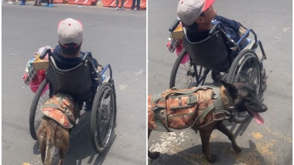 Sin duda, esta perrita es la mejor compañía del joven
