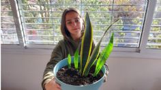 Así puedes revivir tu sansevieria y que luzca perfecta