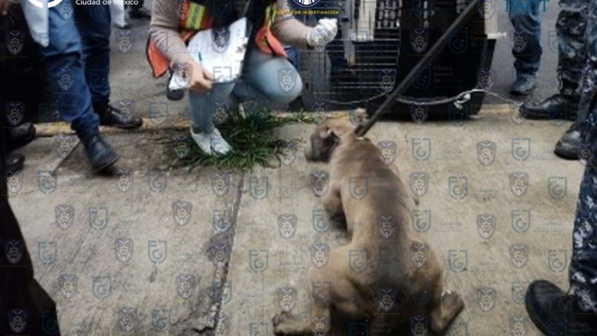 Rescatan a perros maltratados en Iztacalco