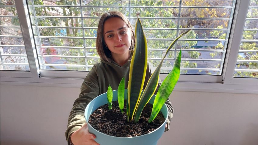 Así puedes revivir tu sansevieria y que luzca perfecta