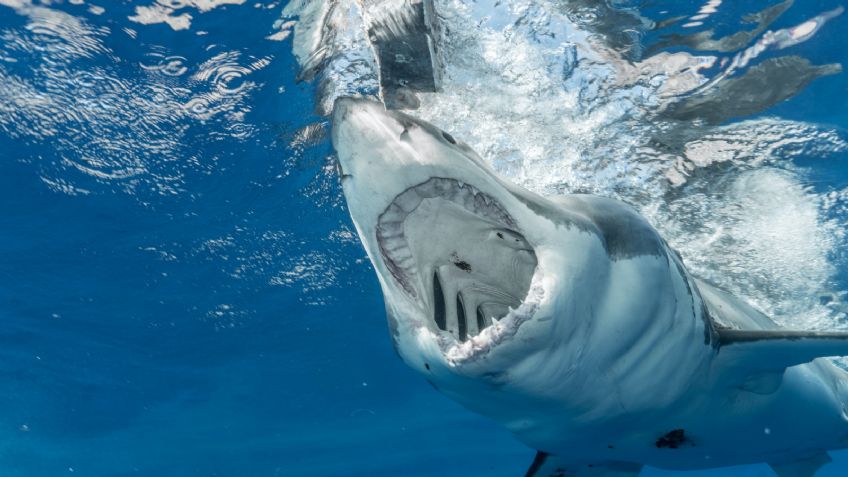 Terror en el agua: tiburones matan a un turista y un pescador en el Pacífico