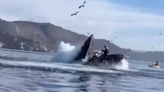 VIDEO: Ballena jorobada se "come" a dos jóvenes y segundos después las vomita