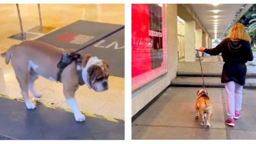 Por gordito, niegan a perrito Bulldog entrar a una tienda departamental