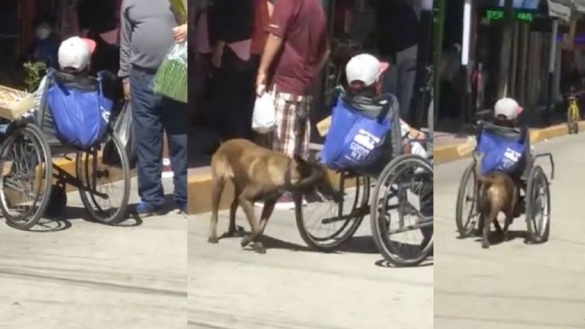 Ella es "Keily" la famosa perrita que empuja a su dueño en silla de ruedas para vender dulces