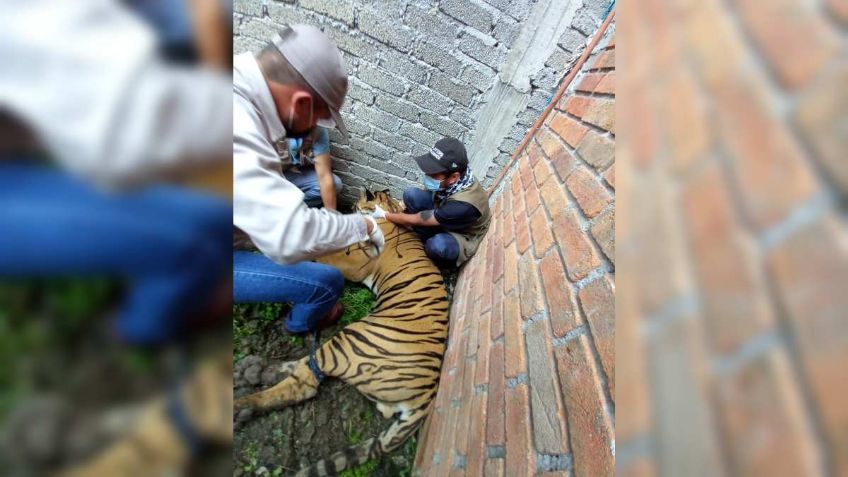 Investigaban un homicidio, terminan encontrándose un tigre herido de bala