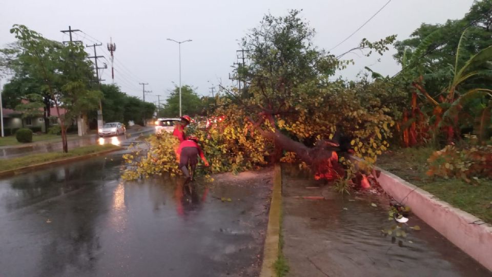 Varios árboles cayeron en la zona