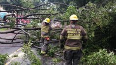 Más de 30 árboles caen por lluvia en Guadalajara; 6 encima de vehículos