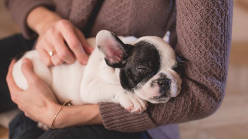 Este es el origen de los perros, según la ciencia