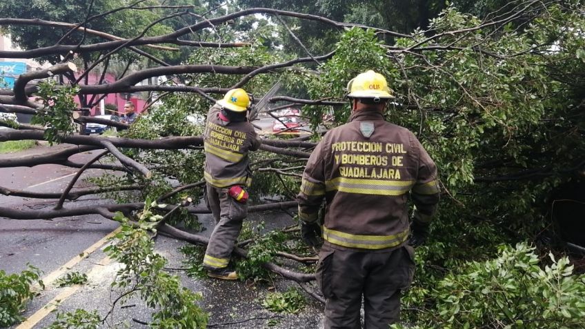 Más de 30 árboles caen por lluvia en Guadalajara; 6 encima de vehículos