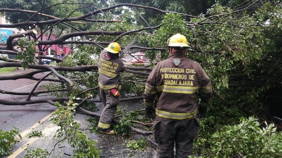 Lluvia tumba 30 árboles en Guadalajara