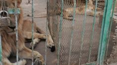 AZCARM urge a la Profepa a autorizar traslado de felinos tras clausura de la Fundación Black Jaguar - White Tiger