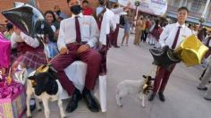 Estudiante recibe un borrego como regalo de graduación y se viraliza