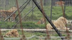 Ayudar a los felinos de Black Jaguar-White Tiger costaría unos 5 mdp, asegura AZCARM