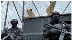 Felinos del refugio Black Jaguar-White Tigre son tratados en el Zoológico de Chapultepec