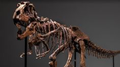 Subastan esqueleto de en Gorgosaurus; esperan recaudar entre 5 y 8 mdd