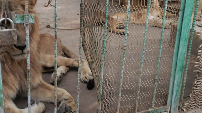 AZCARM urge a la Profepa a autorizar traslado de felinos tras clausura de la Fundación Black Jaguar - White Tiger