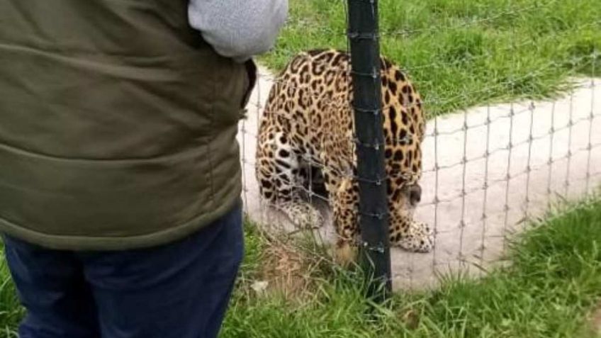 La PROFEPA atiende denuncia popular por maltrato de fauna silvestre en Ajusco, Tlalpan