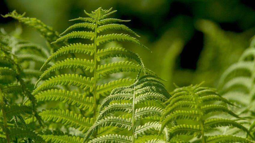 Estas son las plantas que debes colocar en la entrada de tu hogar para atraer riqueza