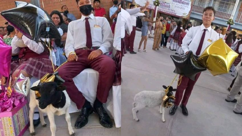 Estudiante recibe un borrego como regalo de graduación y se viraliza