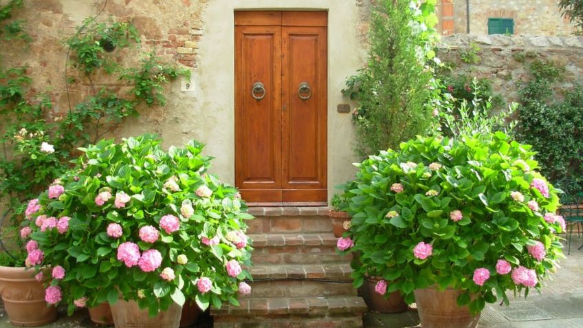 3 plantas que no debes tener en tu casa, según el feng Shui