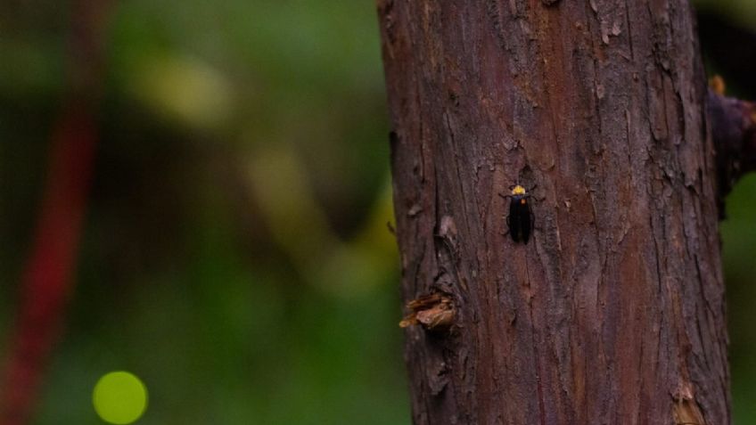 Bosque de Tlalpan realizará el Segundo Festival de Luciérnagas México 2022