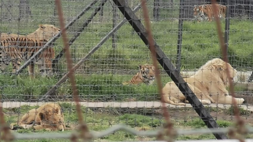 Ayudar a los felinos de Black Jaguar-White Tiger costaría unos 5 mdp, asegura AZCARM