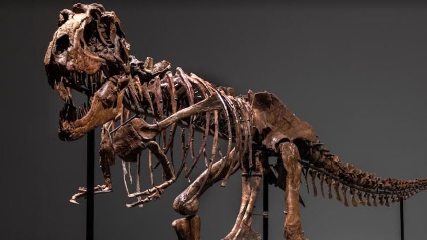 Subastan esqueleto de en Gorgosaurus; esperan recaudar entre 5 y 8 mdd