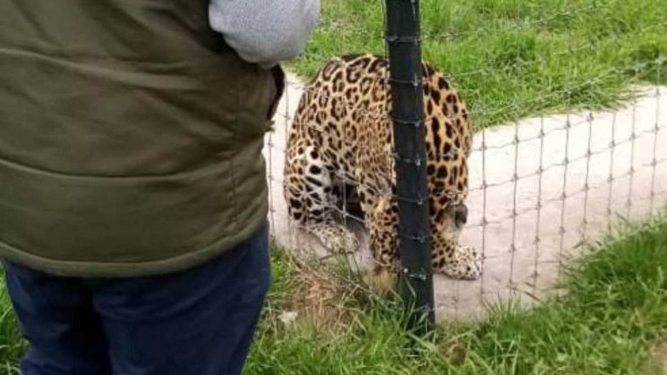 Estos animales serán llevados a refugios