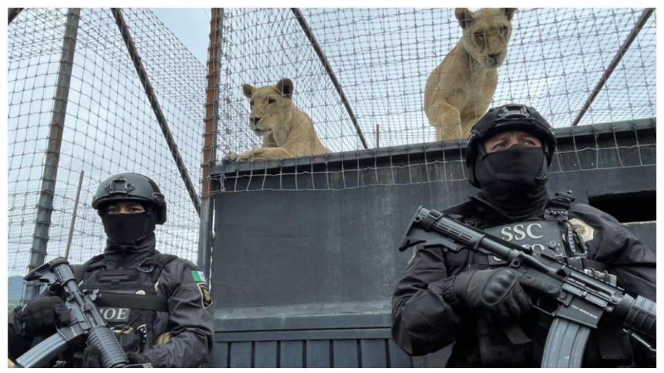 Los animales rescatados son atendidos en el Zoológico de Chapultepec