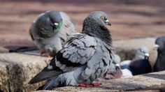 Esta es la manera perfecta de ahuyentar las palomas del techo de tu casa