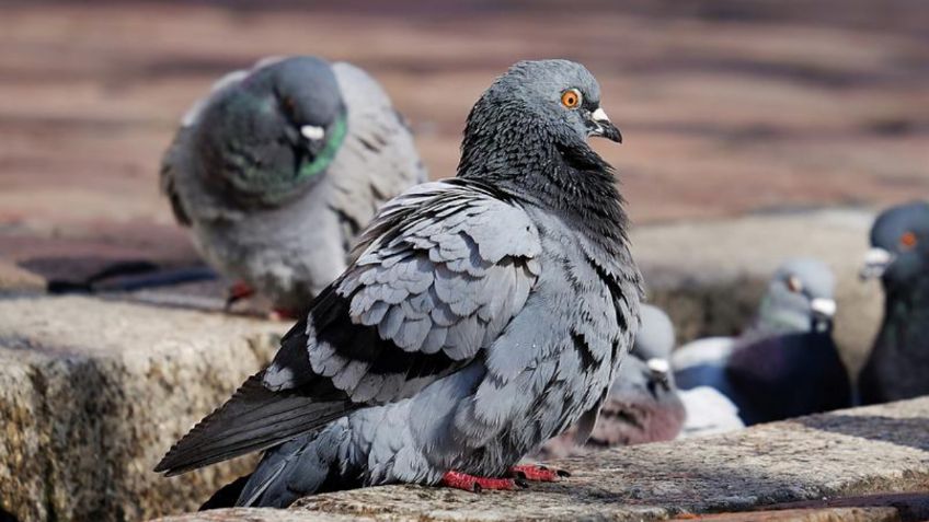 Esta es la manera perfecta de ahuyentar las palomas del techo de tu casa