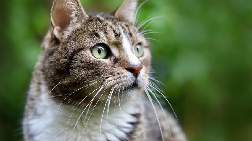 ¡Atención “Karen”! Estas son las mejores y peores croquetas para los gatitos según la Profeco