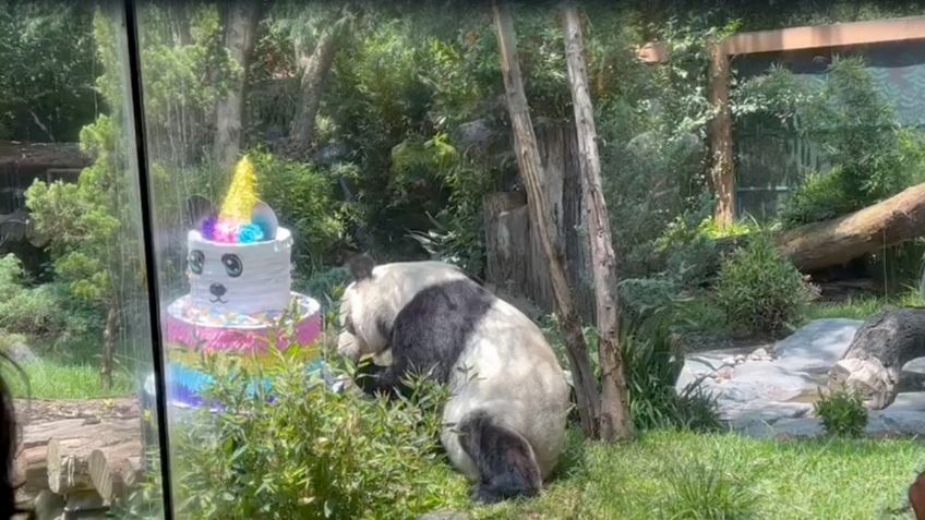 Celebran a 2 pandas gigantes en el Zoológico de Chapultepec, los más longevos del mundo