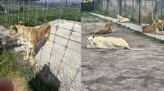 Desde 2019 había quejas contra el refugio de felinos Black Jaguar-White Tiger