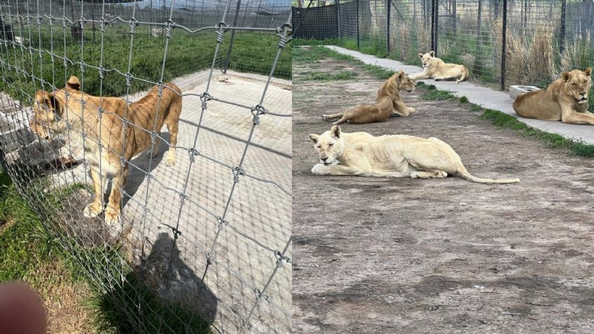 Autoridades realizan cateo en el santuario Black Jaguar White Tiger en busca de fosas clandestinas: AZCARM